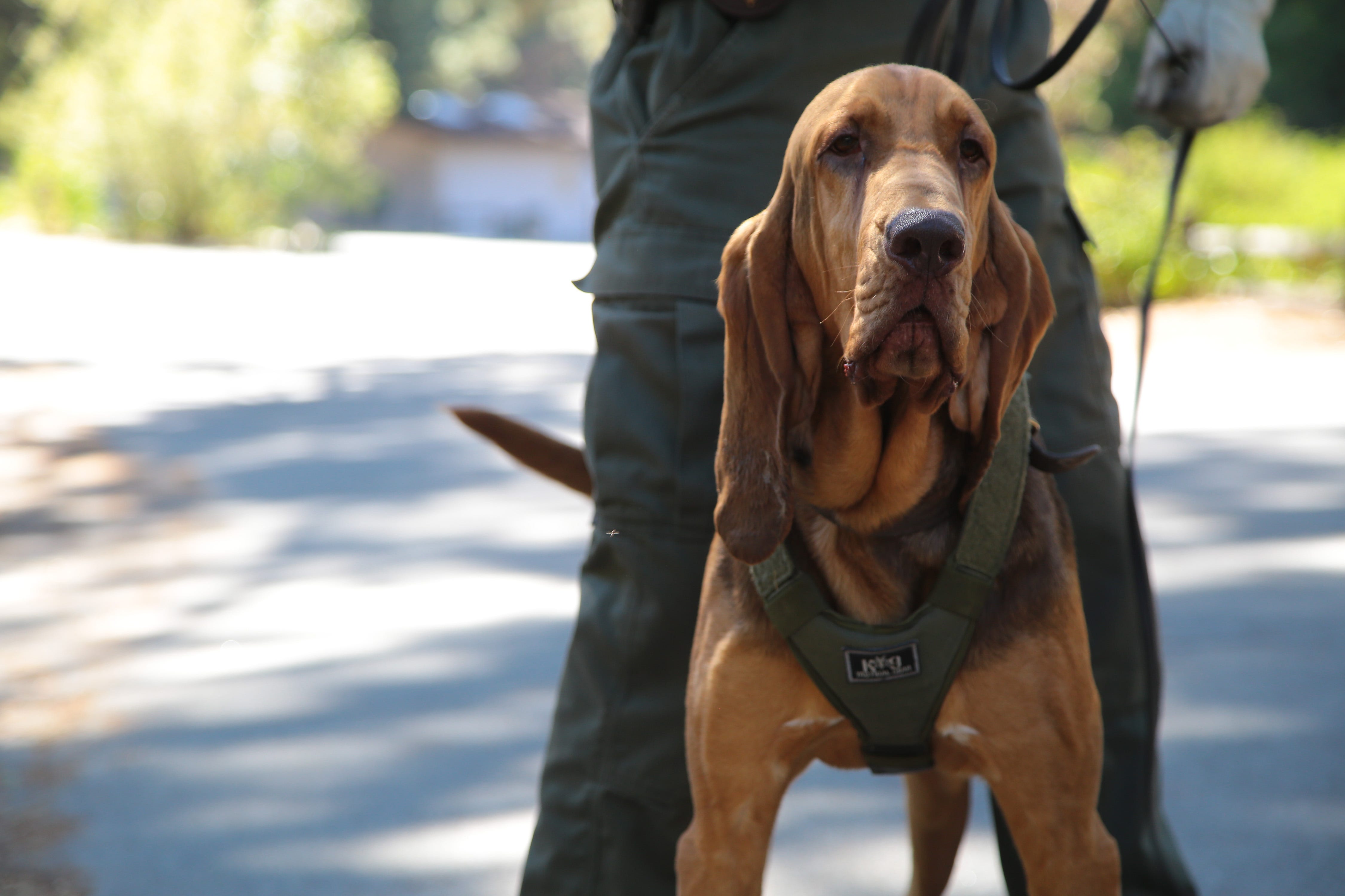 police bloodhound